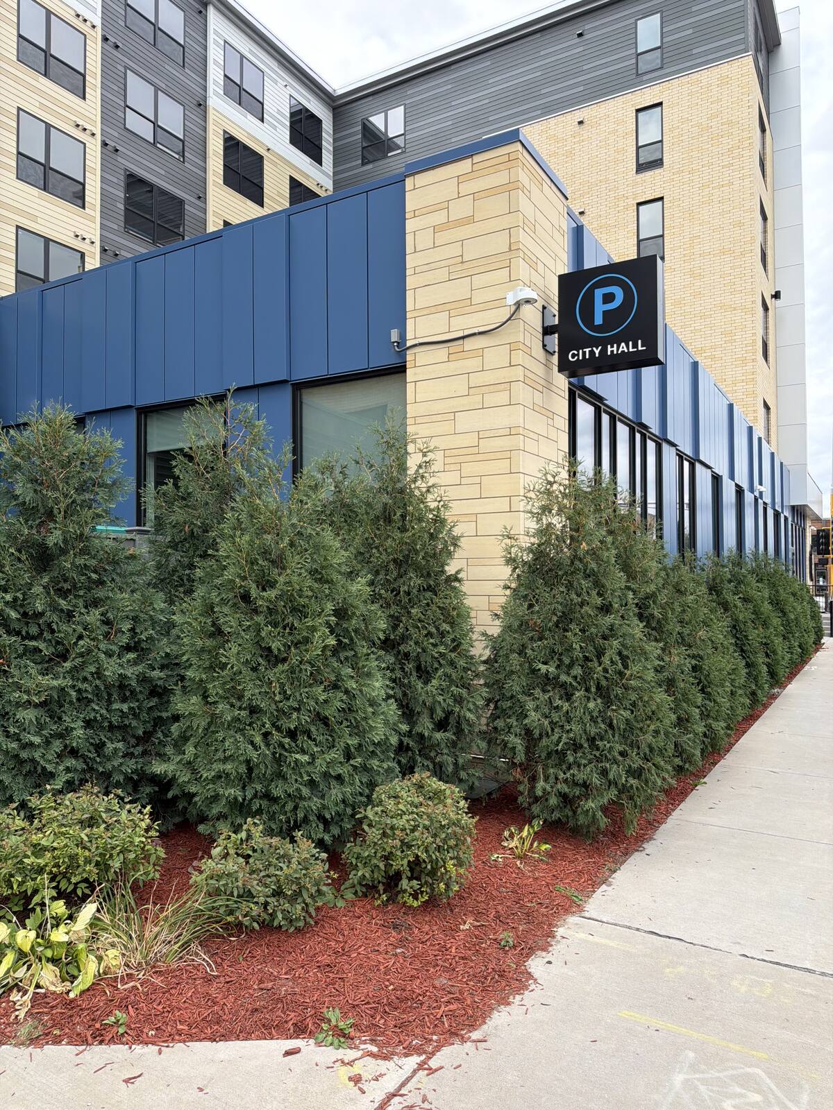 Evergreen shrubs in fresh mulch along a commercial walkway