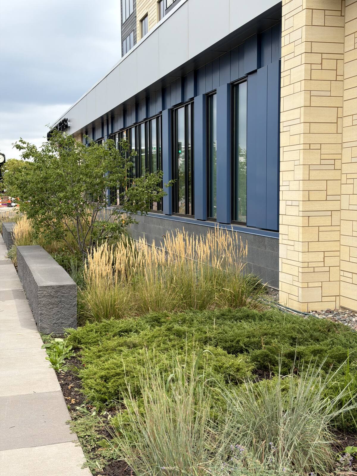 Ornamental grasses and low shrubs along a commercial building